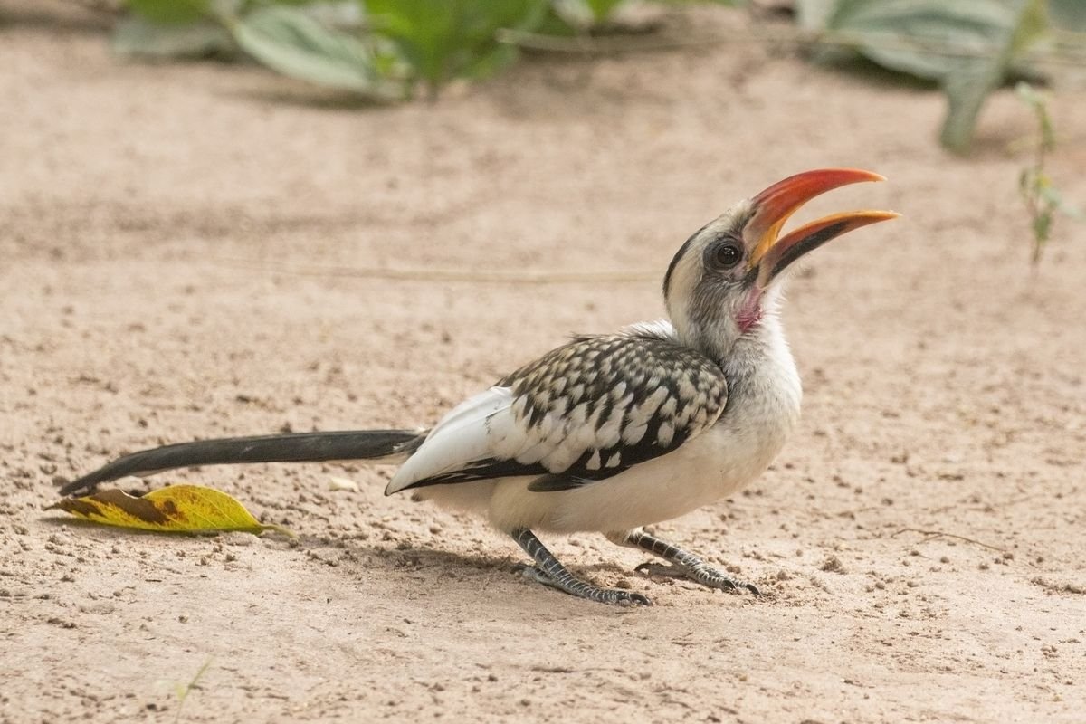 Red-billed Hornbill